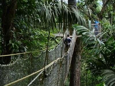 Ecoturismo na Guiana - Iwokrama Canopy
